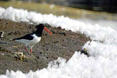 砺鹬 熬过漫长的冬季 砺鹬 熬过漫长的冬季