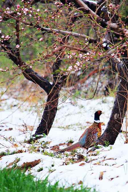 桃花雪后拍鸟忙