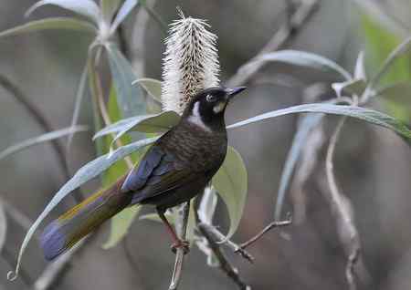 云南的百花岭是鸟的天堂