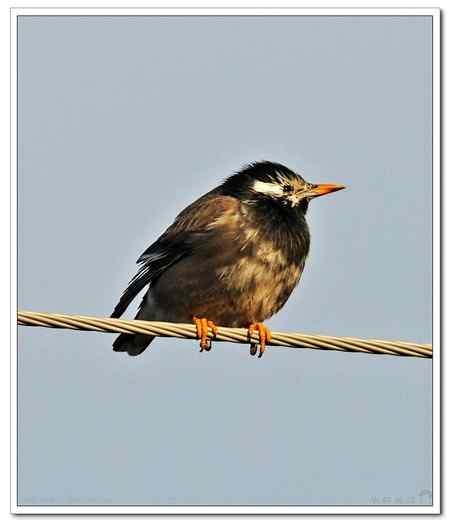 不知名的鸟在接吻!!!