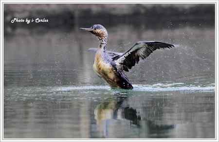 罕见稀有的紅喉潛鳥竟然造访宝岛台湾