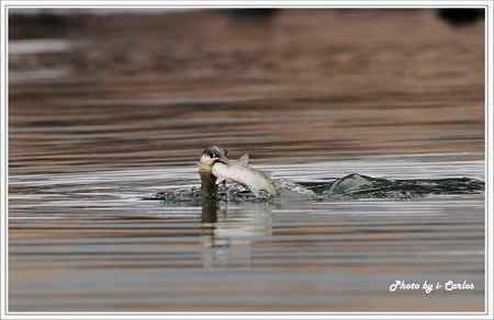 罕见稀有的紅喉潛鳥竟然造访宝岛台湾