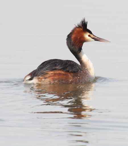 太阳岛的鸟  凤头