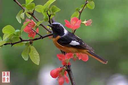 姹紫嫣红中的鸟儿