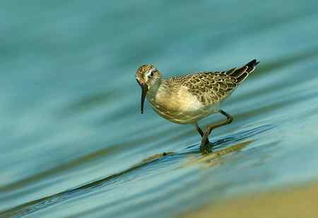 弯嘴滨鹬照片一组