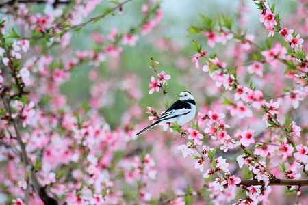 桃花雪后拍鸟忙