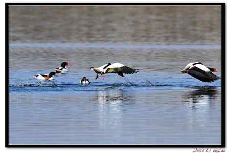 翘鼻麻鸭谈恋爱 为爱而战