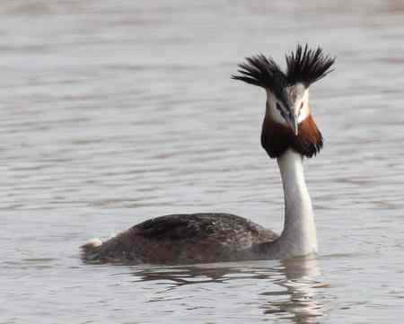 太阳岛的鸟  凤头