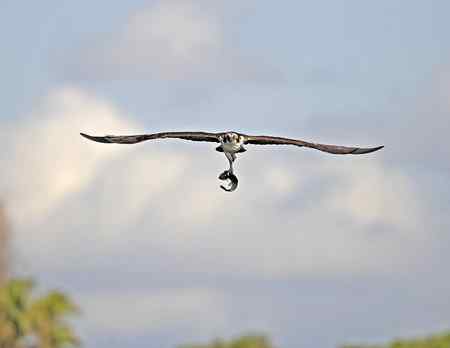 鱼鹰小集（Osprey）