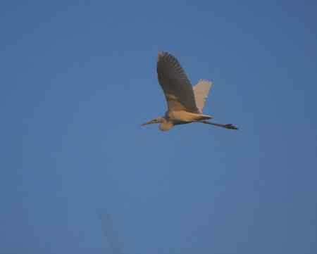 开封上空的白鹭