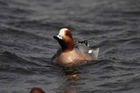 逮着近的赤颈鸭