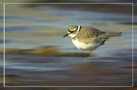 长嘴剑鸻照片哦
