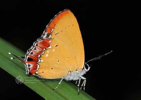 微距镜头前的蝴蝶