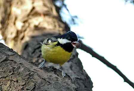 黄腹山雀高清晰照片一组