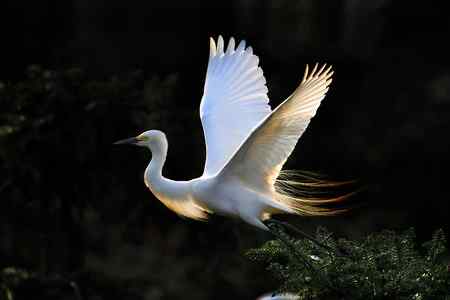 拍不够的象山鹭