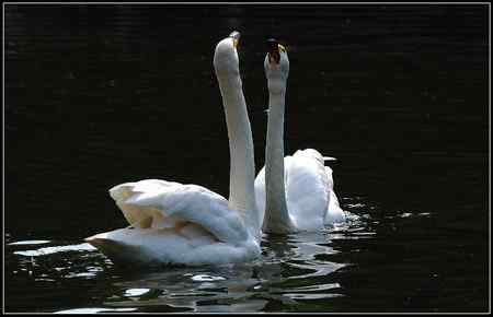 丹顶鹤保护区酒店竟然卖天鹅肉 500元一份