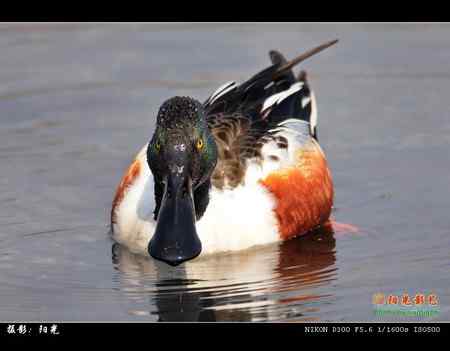 琵嘴鸭高清晰组图