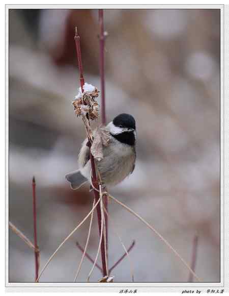 秦岭地区的小林鸟