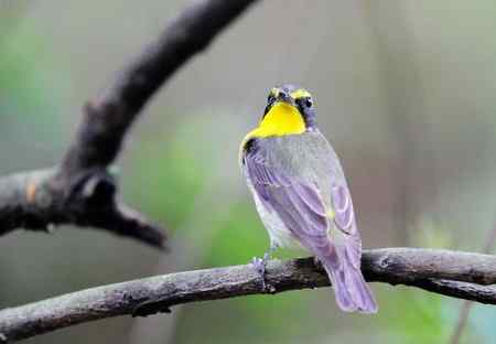 白腹姬翁.黄眉姬翁.鸲姬翁