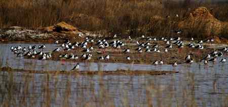 一组黑翅长脚鹬