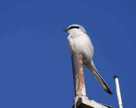 红胁蓝尾鶋【组图】