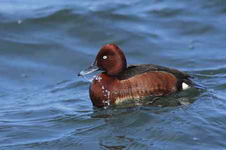 祝女影友节日快乐---送上一组漂亮的鸭子(10种鸭子)