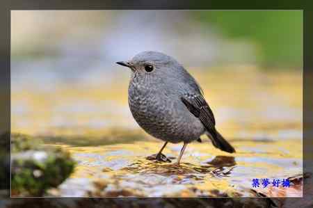 鉛色水鶇 (紅尾水鴝)