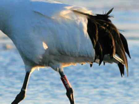 喜鹊喜迎丹顶鹤149家族