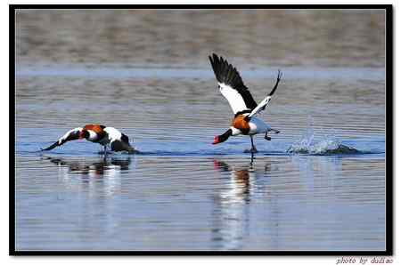 翘鼻麻鸭谈恋爱 为爱而战
