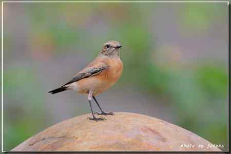 漠即鳥 台湾迷鸟 漠即鳥 台湾迷鸟
