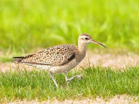 小杓鷸 上海的罕见贵客
