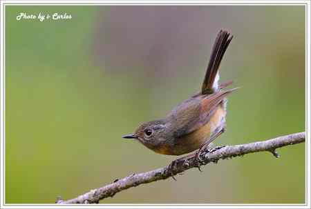阿里山鴝(栗背林鴝) 台湾特有鸟类