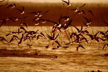 一组黑翅长脚鹬