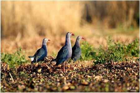 七彩云南的“精灵”