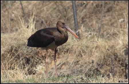 陕西观鸟会铜川观鸟,拍鸟印象 陕西观鸟会铜川观鸟,拍鸟印象