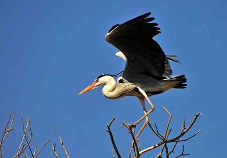 枝尖上的舞者－苍鹭