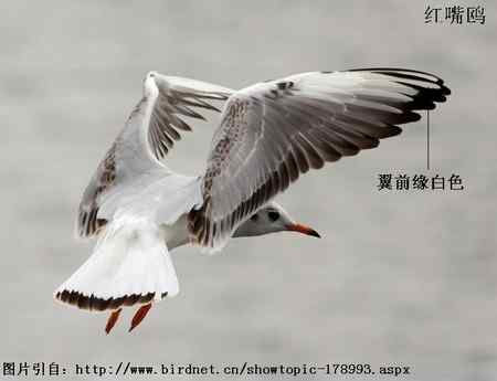 鸟类辨识：红嘴鸥和棕头鸥