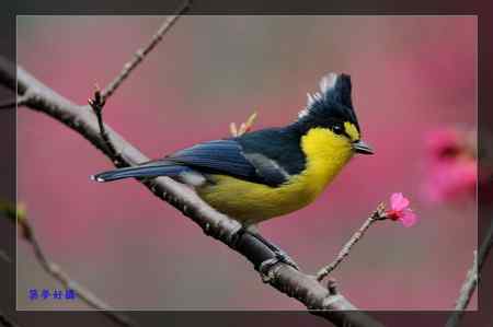 黃山雀 (Taiwan Tit)