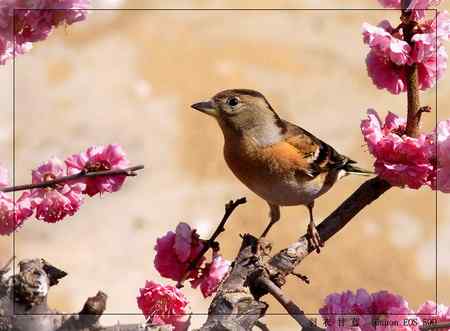 春色燕雀