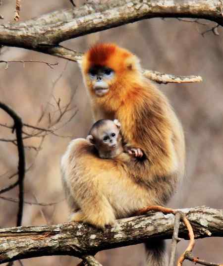 拍鸟拍到了川金丝猴