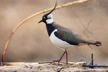 中国的四种麦鸡