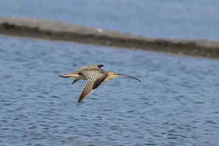 大勺鹬、白腰勺鹬