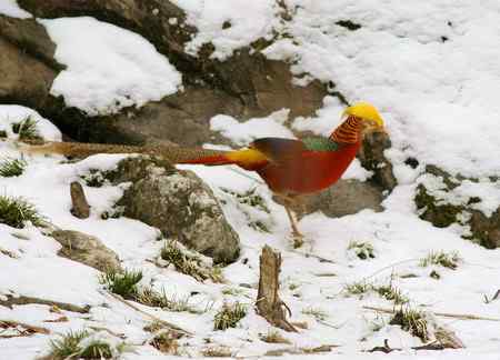 红腹锦鸡报晓贺新春