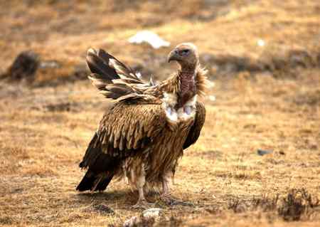 青海高原的鹰，秃鹫，狐狸和狼