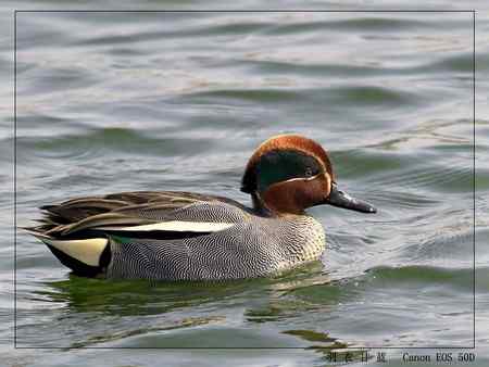 活泼可爱的绿翅鸭