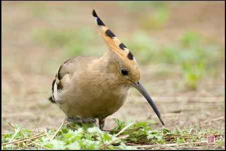 今天的戴胜（基本原画幅）