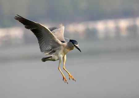 济南明湖夜鹭初拍