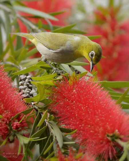 春天: 妳的名字是紅色