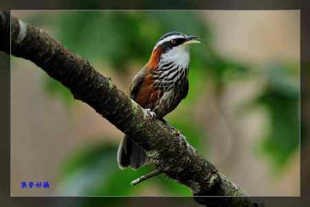 小彎嘴畫眉 小彎嘴畫眉