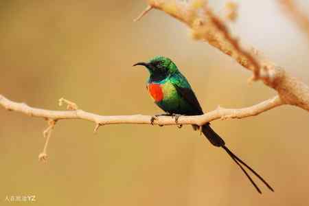 昏昏欲睡的太阳鸟